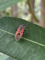 Lygaeus creticus