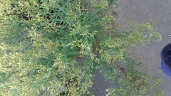 Erigeron floribundus