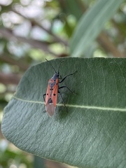 Lygaeus creticus