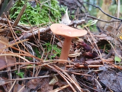 Lactarius tabidus