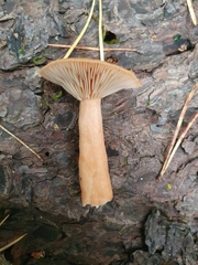 Lactarius tabidus
