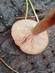 Lactarius tabidus