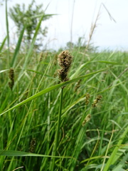 Carex otrubae