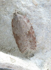 Acleris sparsana