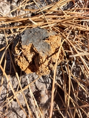 Pisolithus tinctorius