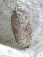 Acleris sparsana