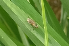 Diptera
