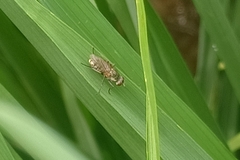 Diptera