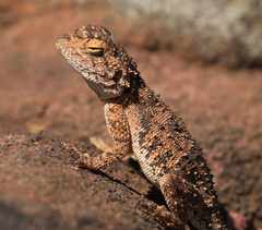 Agama aculeata distanti