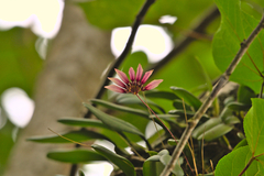 Bulbophyllum lepidum