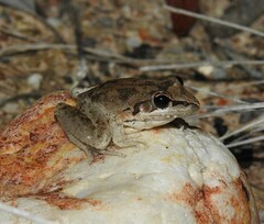 Litoria latopalmata
