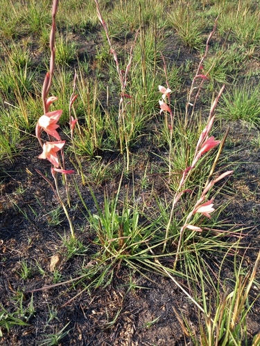 Gladiolus melleri