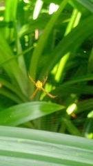 Argiope appensa