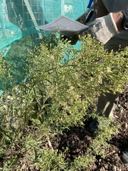 Erigeron floribundus