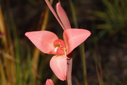 Gladiolus melleri image