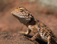 Agama aculeata distanti