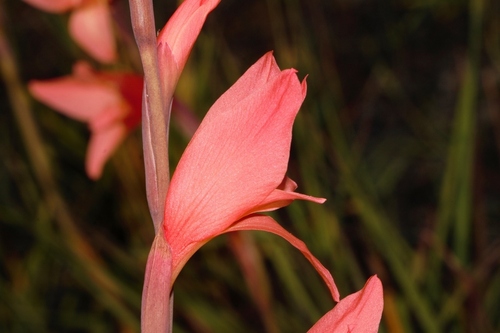 Gladiolus melleri image