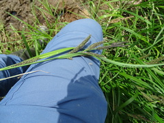Carex acuta