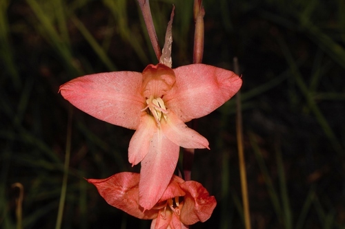 Gladiolus melleri image