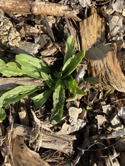 Leucanthemum maximum