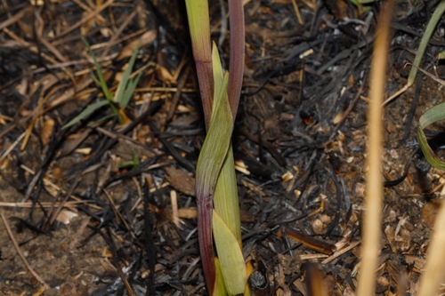 Gladiolus melleri image