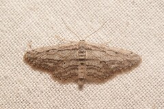 Idaea calunetaria