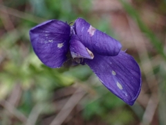 Gentianopsis ciliata ciliata