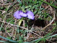 Gentianopsis ciliata ciliata