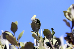 Maytenus undata