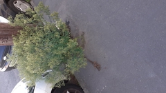 Erigeron floribundus