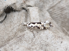 Ypsolopha sequella