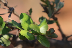 Maytenus undata