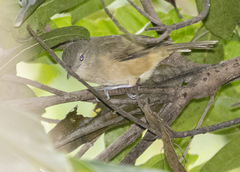 Colluricincla rufogaster