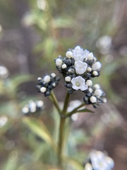 Logania saxatilis