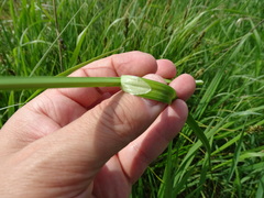 Carex otrubae