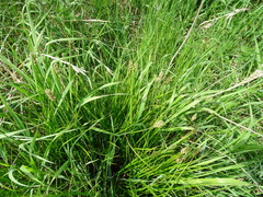 Carex otrubae