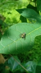Calliphoridae