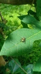 Calliphoridae