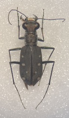 Cicindela ocellata