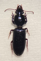 Clivina