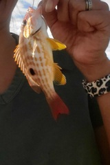 Lutjanus synagris