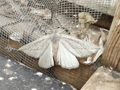 Compsoptera opacaria