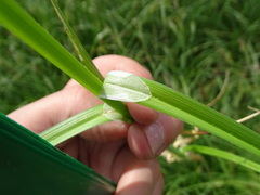 Carex otrubae