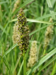 Carex otrubae