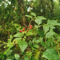 Zanthoxylum simulans