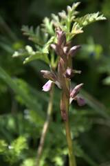 Anacamptis collina