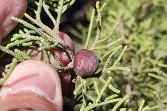 Juniperus turbinata