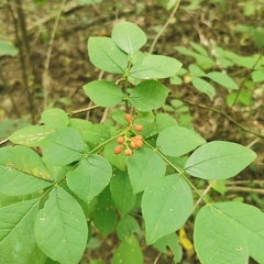 Zanthoxylum simulans