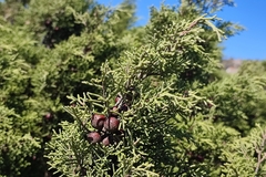 Juniperus turbinata