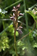Anacamptis collina